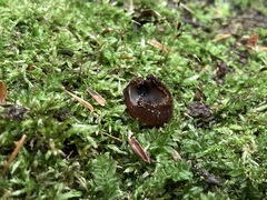 Humaria hemisphaerica