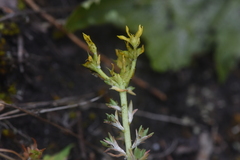 Sedum lanceolatum