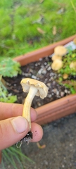 Agrocybe putaminum