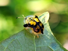 Deloyala guttata