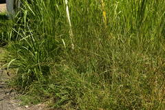 Dichanthium aristatum