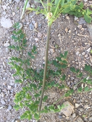 Thalictrum sultanabadense