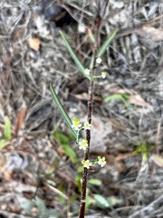 Euphorbia discoidalis