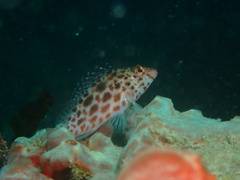 Cirrhitichthys oxycephalus