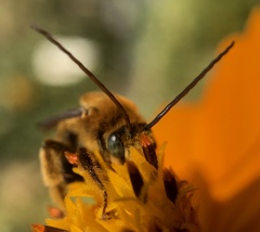 Melissodes dentiventris