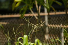 Dichanthium aristatum