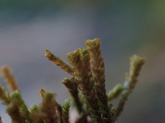 Marsupella emarginata