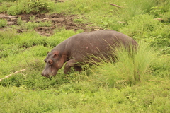 Hippopotamus amphibius