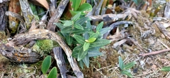 Leichhardtia suaveolens