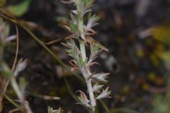 Sedum lanceolatum