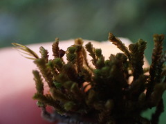 Marsupella emarginata