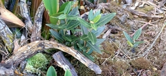 Leichhardtia suaveolens