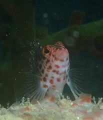 Cirrhitichthys oxycephalus