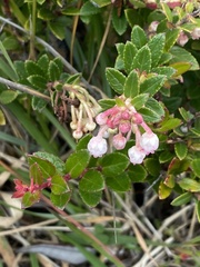 Gaultheria