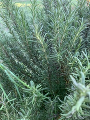 Rosmarinus