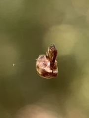 Neospintharus trigonum