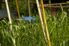 Dichanthium aristatum