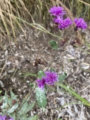 Vernonia missurica