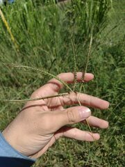 Dichanthium aristatum