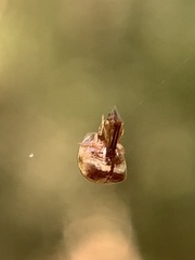 Neospintharus trigonum