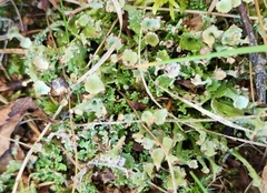 Cladonia gracilis
