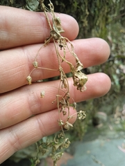 Arenaria