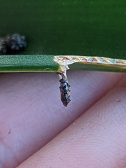 Spodoptera litura