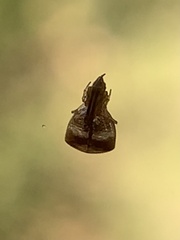 Neospintharus trigonum