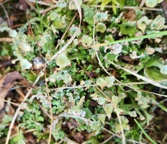 Cladonia gracilis