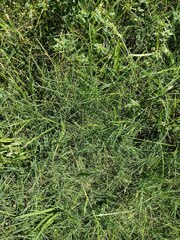 Dichanthium aristatum