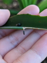 Spodoptera litura