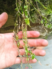 Arenaria