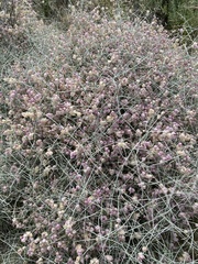 Scutellaria mexicana