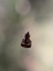 Neospintharus trigonum