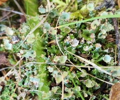 Cladonia gracilis