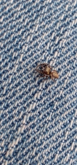 Metaphidippus manni
