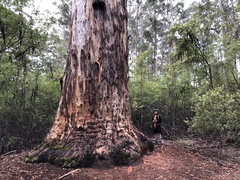 Eucalyptus diversicolor