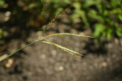 Dichanthium aristatum