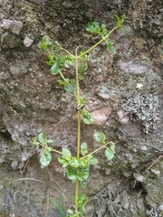 Minthostachys mollis