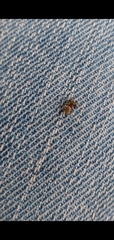 Metaphidippus manni
