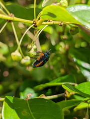 Lampromicra senator