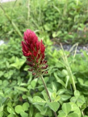 Trifolium incarnatum
