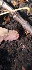 Metaphidippus manni
