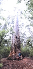 Eucalyptus diversicolor