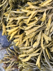 Pelvetia canaliculata