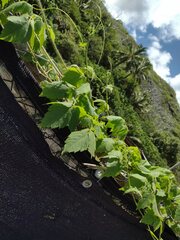 Cardiospermum grandiflorum