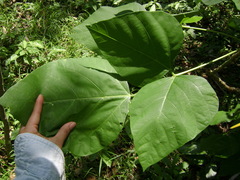 Erythrina folkersii