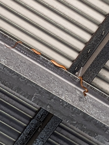 Brown Tree Snake sighting