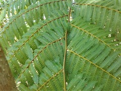 Cyathea