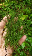 Equisetum scirpoides